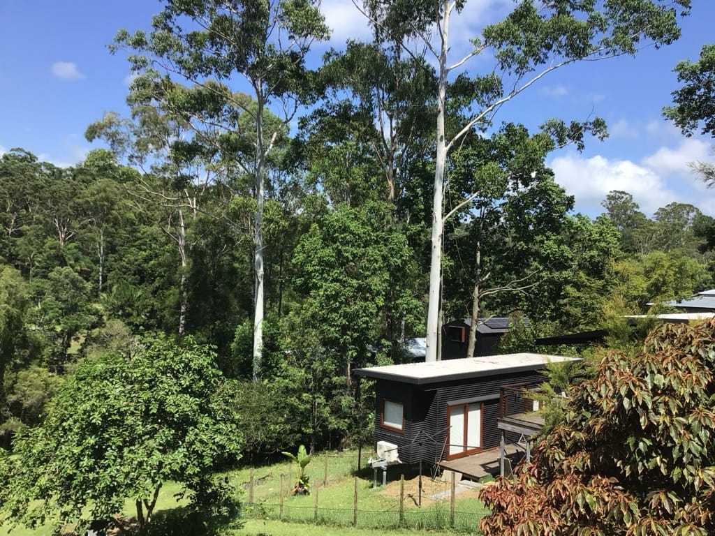 Tall gums beside a house in Eumundi before tree removal.