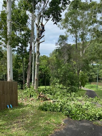 Cut branches stacked beside a driveway during arborist work in Eumundi.