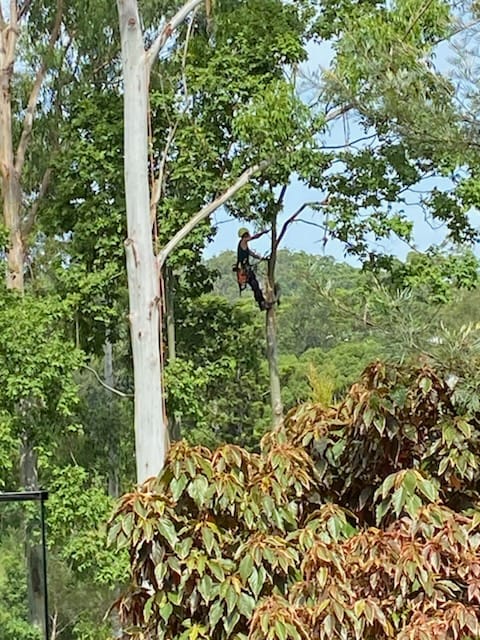 Climber removing a gum tree above a house in Eumundi.