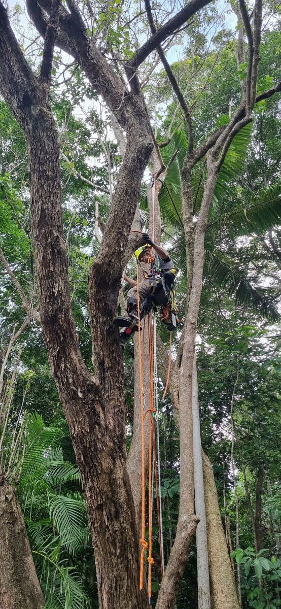 Climber working on a large tree near Noosa on the Sunshine Coast.