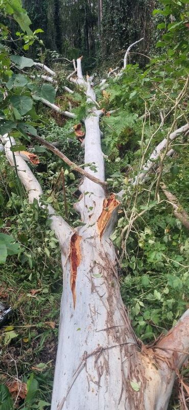 Storm-damaged tree trunk split and fallen on the Sunshine Coast.